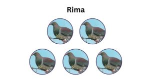 Tahi is One-Te Reo Māori Counting Song